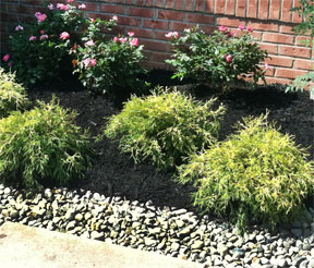 bushes flowers Blue Ridge planting